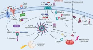 Canonical and Noncanonical Inflammasome Pathways